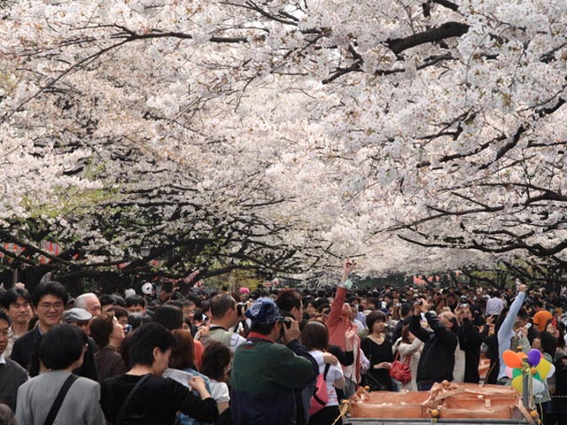 春の代名詞サクラ/ソメイヨシノ　1.2m　【あす楽対応】