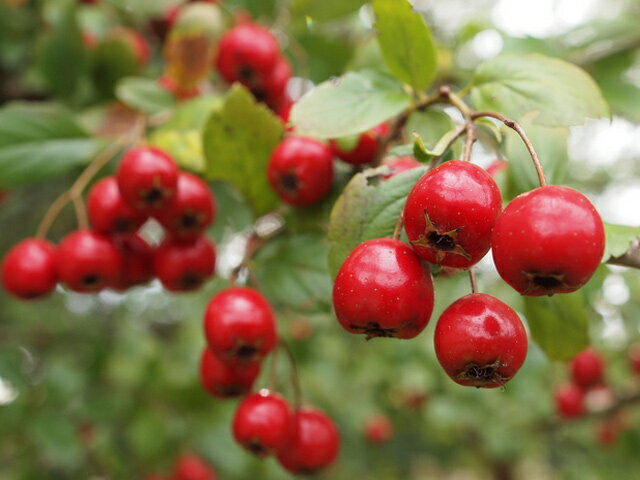 100 の保証 サンザシ単木 1 2m露地 2本セット 1年間枯れ保証 山林苗木 トオヤマグリーン Registru Primariavad Ro