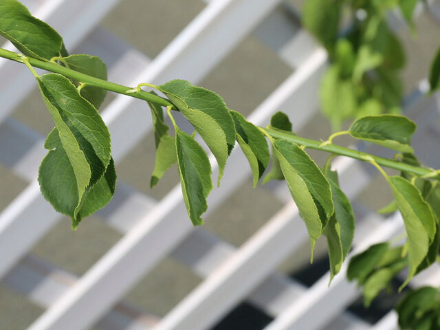 シダレウメ 花梅 白花 0 8m露地 2本セット 送料無料 1年間枯れ保証 春に花が咲く木 トオヤマグリーン