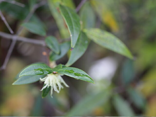 トオヤマグリーン常緑のロウバイ シンボルツリー落葉 配達指定不可 大型商品 トキワロウバイ 2 0m露地 2本セット 送料無料 植木 1年間枯れ保証