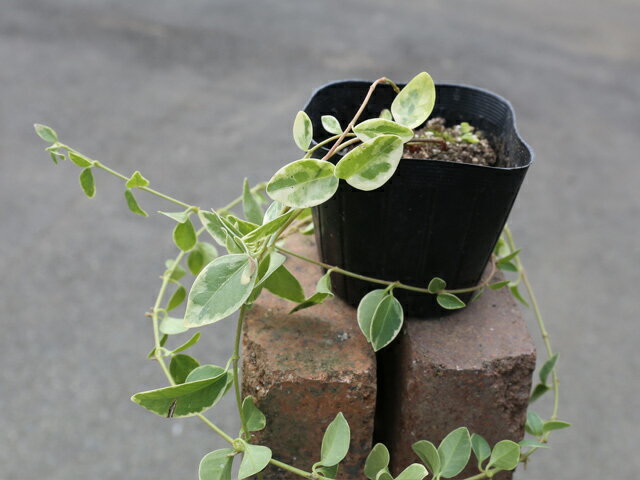 在庫処分特価 ビンカミノール 斑入り 9 0cmポット 18本セット 送料無料 1年間枯れ保証 つる性 再再販 Enmarcha Cl