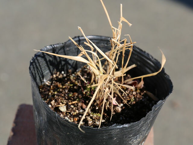 お歳暮 オウゴンフウチソウ 10 5cmポット 10本セット 1年間枯れ保証 山野草 トオヤマグリーン Centralalabamaoic Com