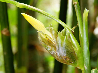 ミョウガの花の特徴まとめ 香りや花言葉の意味 薬味としての美味しい食べ方も紹介 暮らし の