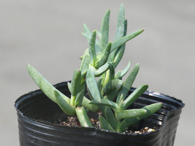 新発売の マツバギク 黄色 9 0cmポット 25本セット 送料無料 1年間枯れ保証 下草 在庫限り darshamdavad Org