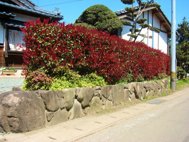 【1年間枯れ保証】【生垣樹木】レッドロビン　1.2m15cmポット　10本セット　送料無料　【...