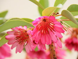 赤い花 ロドレイア単木 1 2m露地 植木 2本セット 送料無料 1年間枯れ保証 春に花が咲く木 トオヤマグリーン 赤い花 ロドレイア単木 1 2m露地 植木 2本セット 送料無料 1年間枯れ保証 春に花が咲く木 トオヤマグリーン