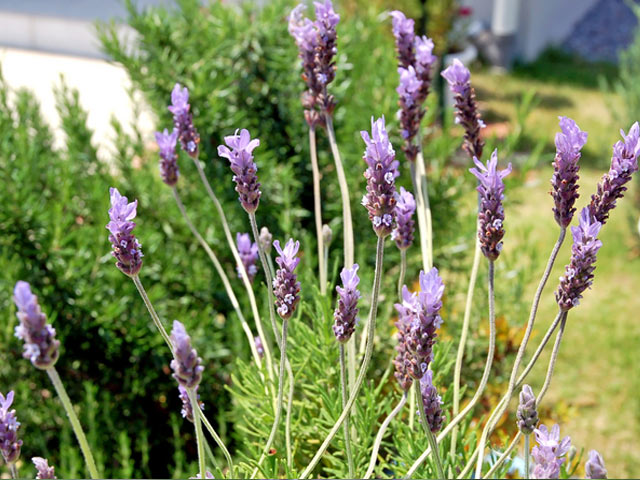 四季咲き性 ラベンダー デンタータ 最大84 Offクーポン 9 0cmポット 1本