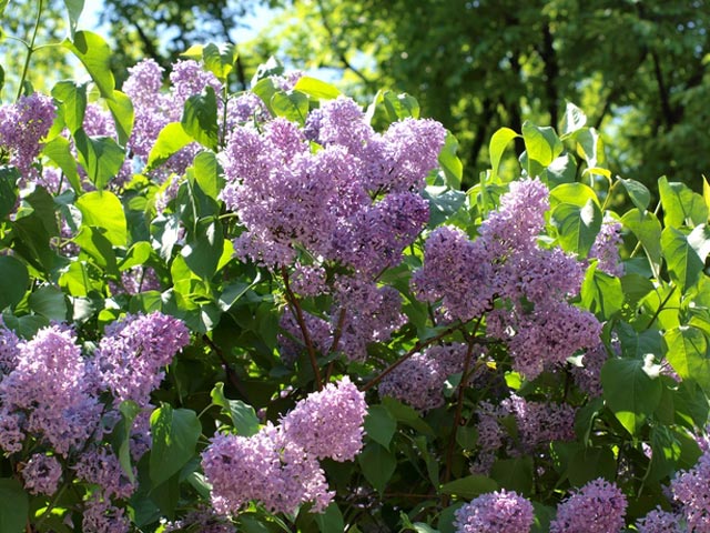 驚きの安さ ライラック 1 2m露地 2本セット 1年間枯れ保証 シンボルツリー落葉 トオヤマグリーン Designyourcareers Org