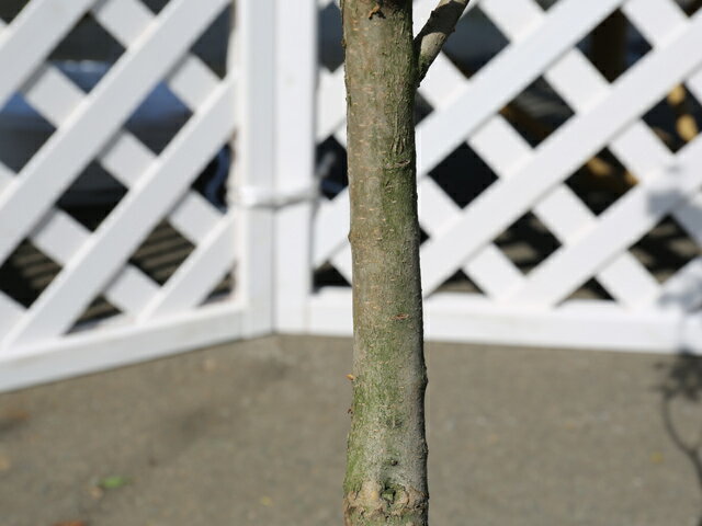 驚きの安さ ライラック 1 2m露地 2本セット 1年間枯れ保証 シンボルツリー落葉 トオヤマグリーン Designyourcareers Org