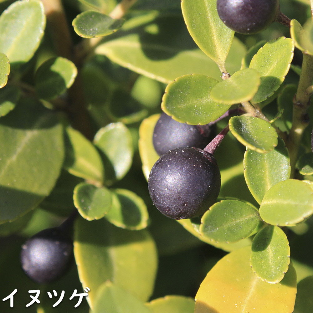 イヌツゲ 0.8m 15cmポット 15本 苗