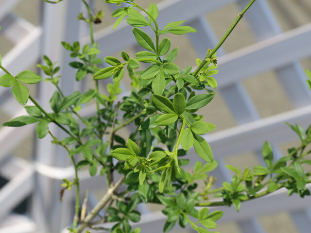 ����ʥ󥪥��Х� 0.8m 15cm�ݥå� 10�� ��