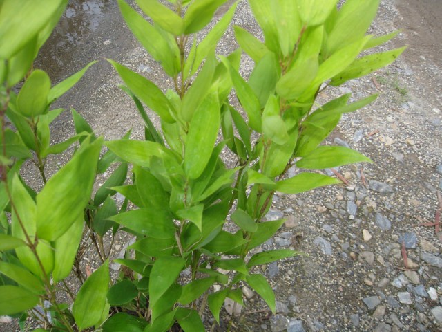 �����᥶�� 10.5cm�ݥå� ��