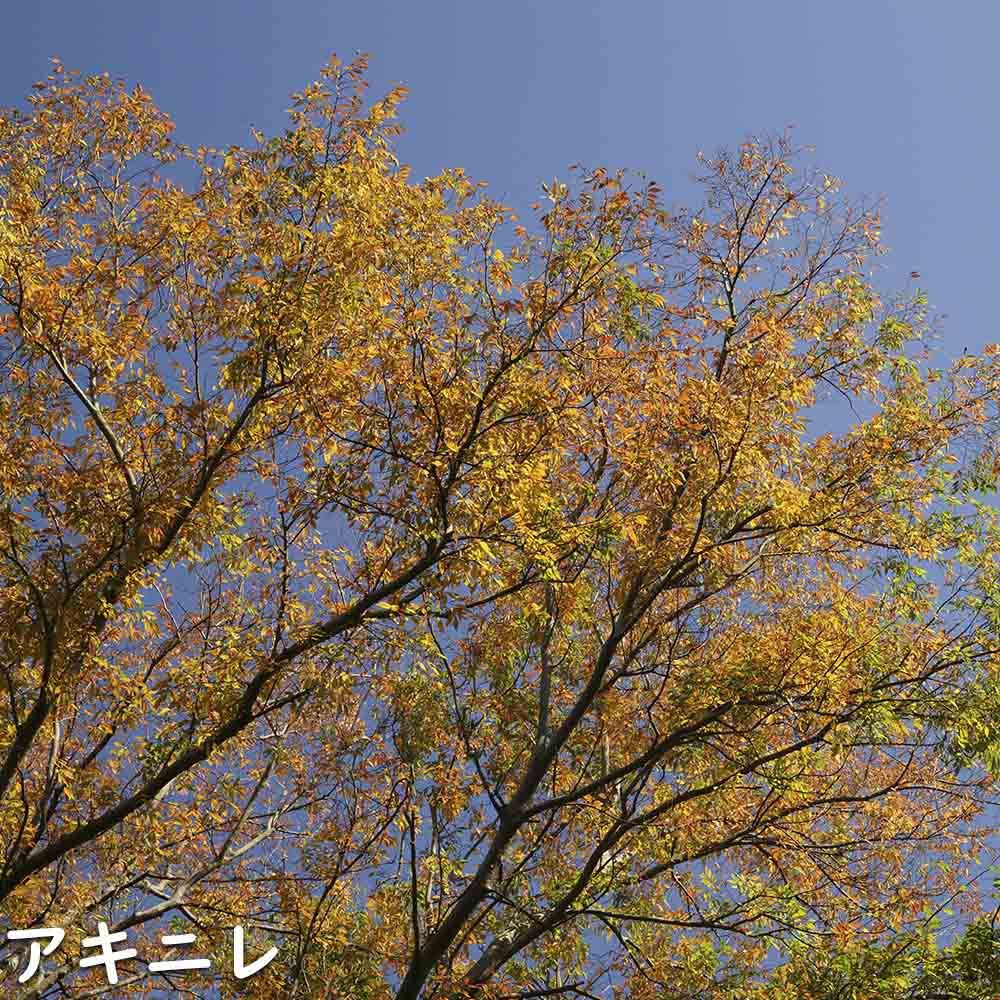 アキニレ 単木 2.3m 露地 2本 苗木