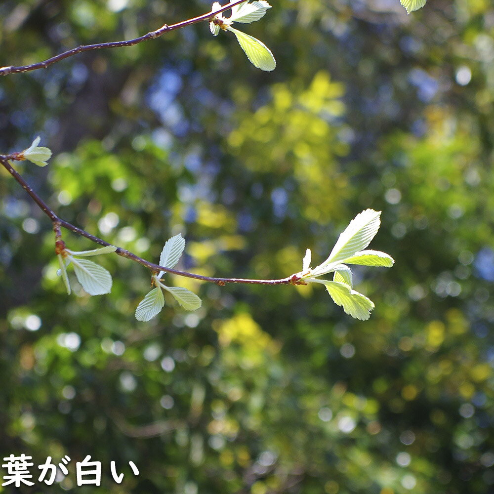 ���饸���Υ� 1.5m Ϫ�� ����