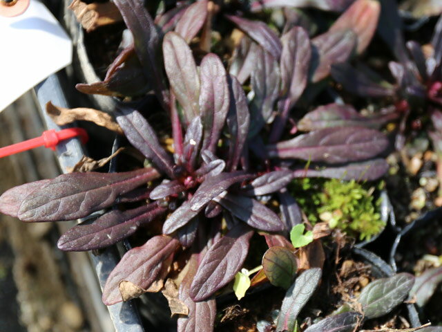 アジュガ チョコレートチップ 9.0cmポット 30本 苗