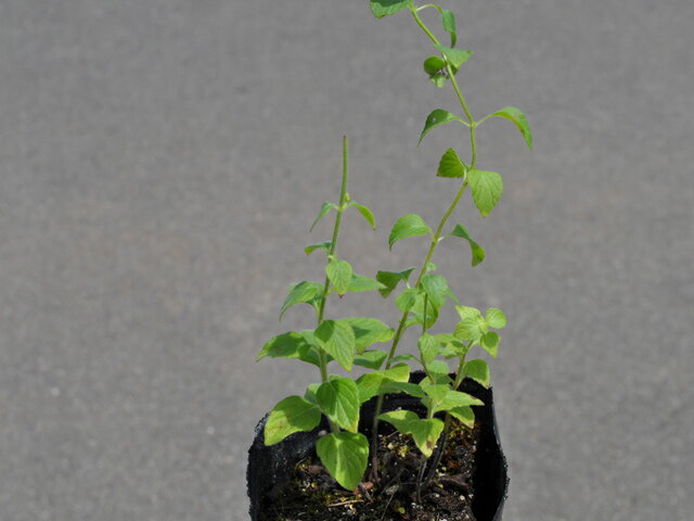 ���쥬�� 9.0cm�ݥå� 30�� ��