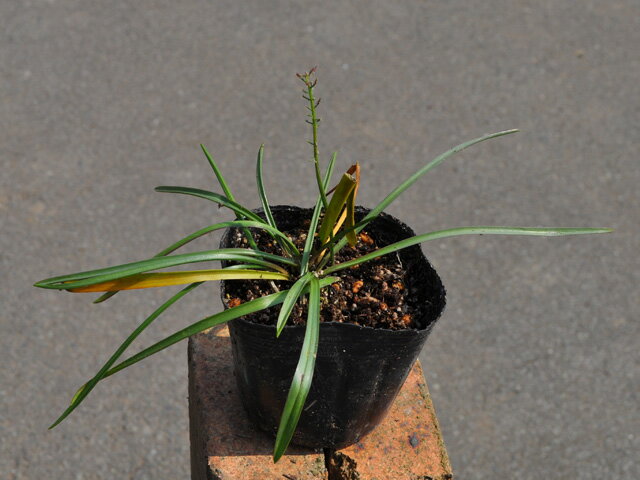 ���˥ĥ�� 9.0cm�ݥå� ��