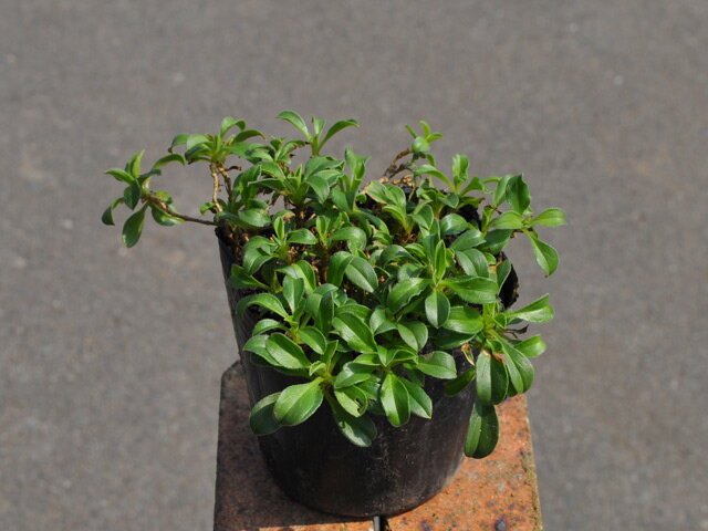 ���Υ��ޥ�ƥ� 9.0cm�ݥå� ��