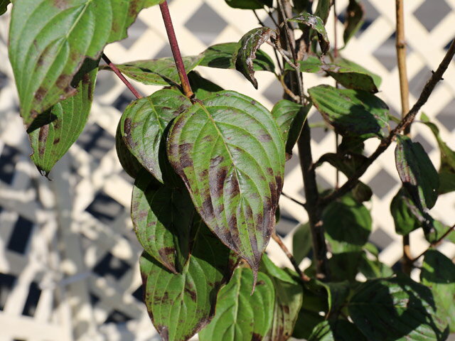 サンシュユ 2.5m 露地 2本 苗木