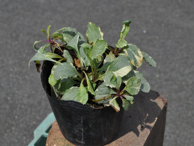 アジュガ 白斑 9.0cmポット 苗