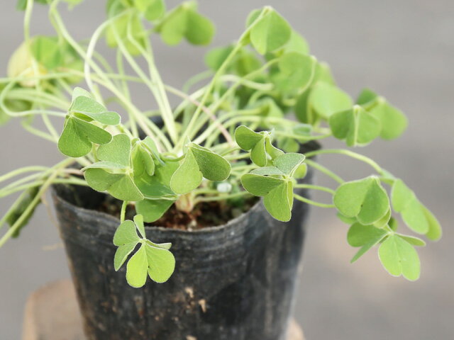 イモカタバミ 白 9.0cmポット 10本 苗