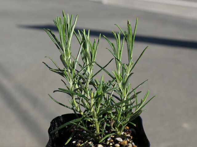 ���åɥ������ޥ꡼ 9.0cm�ݥå� 30�� ��