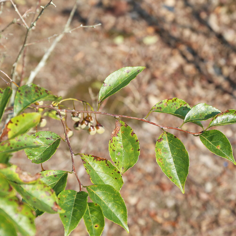 �����Υ� �ԥ󥯥��㥤�� ��Ω�� 2.5m Ϫ�� ����