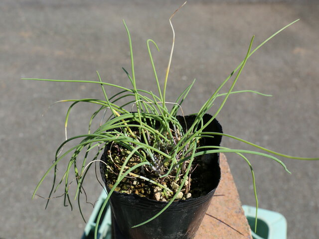 アサツキ 9.0cmポット 15本 苗