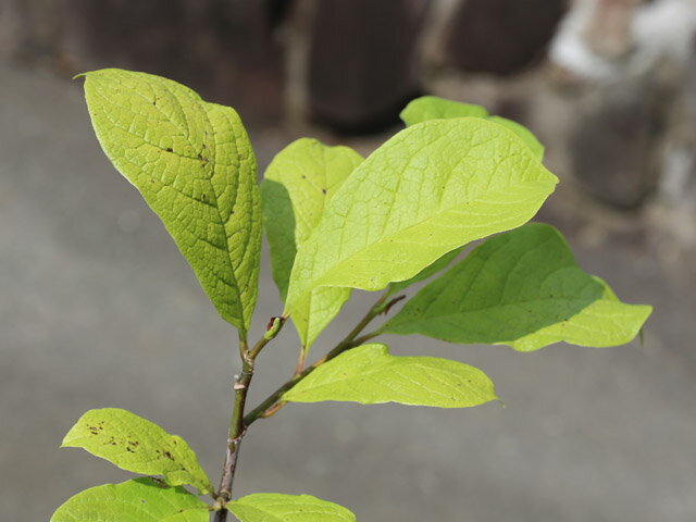 コブシ 単木 2.5m 露地 2本 苗木