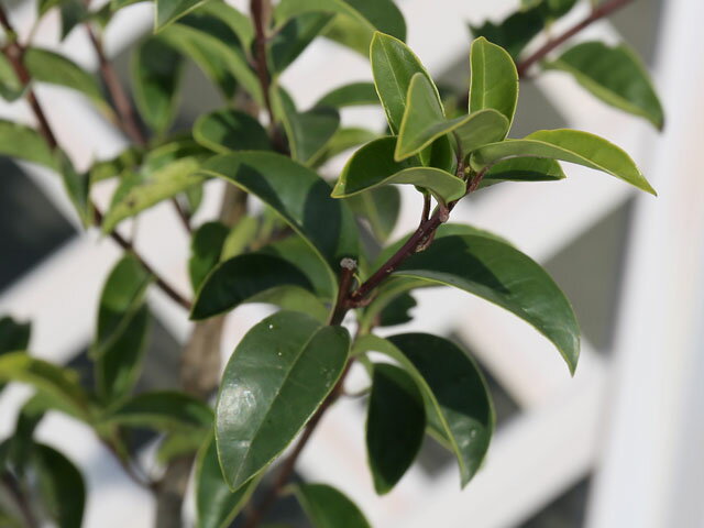 クロガネモチ 1.2m 露地 2本 苗