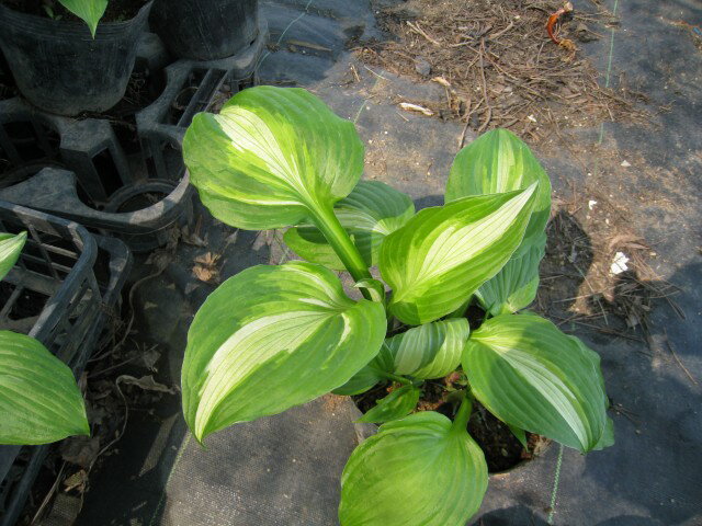 ギボウシ 斑入り 10.5cmポット 10本 苗