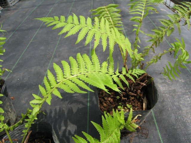 クサソテツ 12cmポット 10本 苗