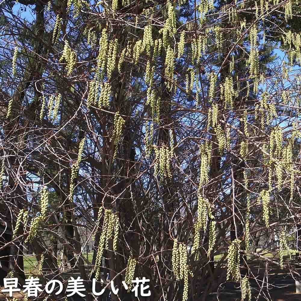 キブシ 0.5m 10.5cmポット 苗
