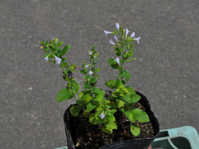 ����ߥ� 9.0cm�ݥå� 30�� ��