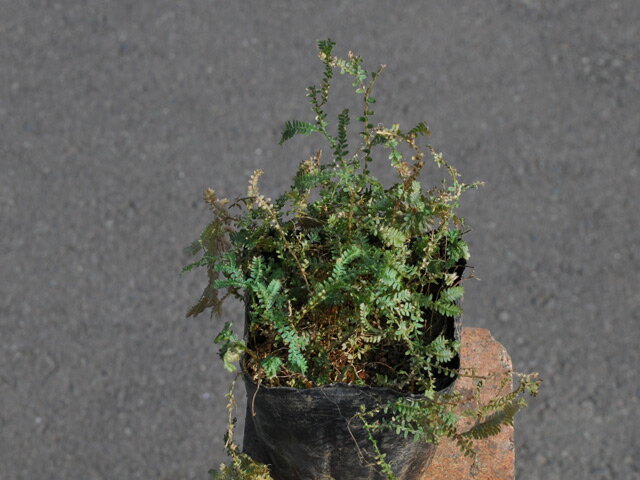 コンテリクラマゴケ 9.0cmポット 苗