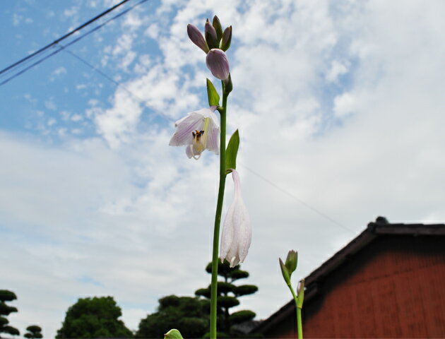 ギボウシ モーレハイム 18cmポット 苗