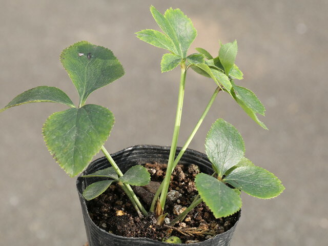 クリスマスローズ 赤 10.5cmポット 苗