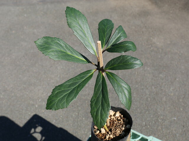 クリスマスローズ ニゲル 10.5cmポット 苗