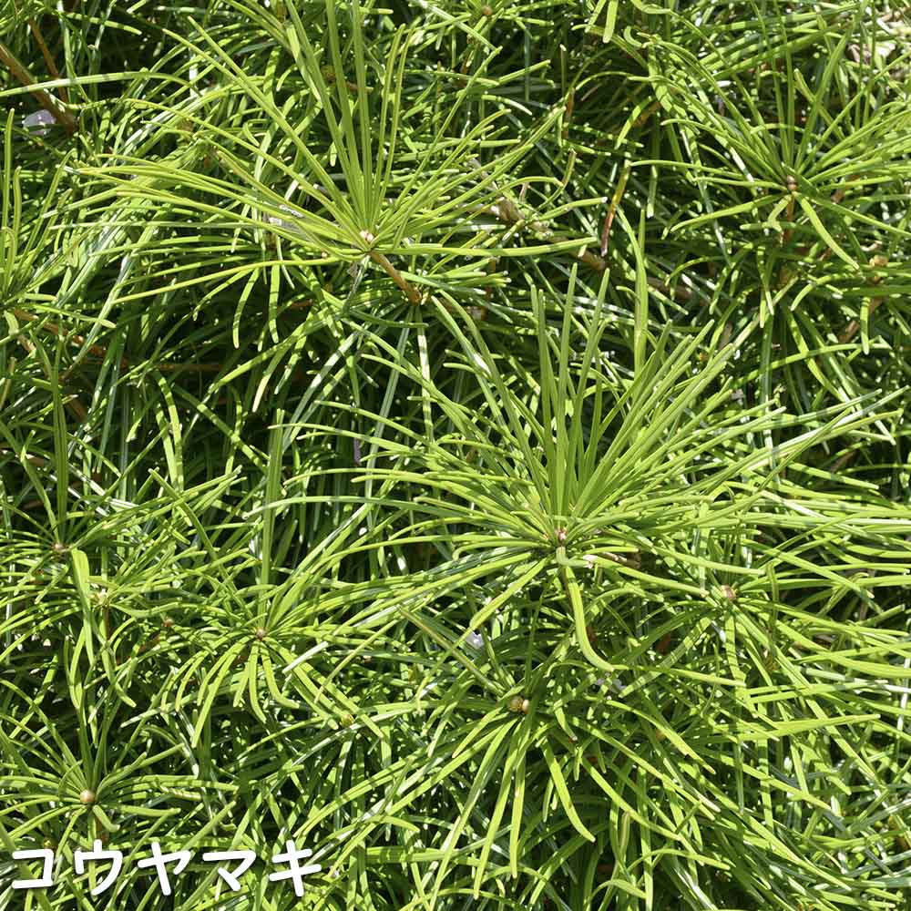 コウヤマキ 1.5m 露地 2本 苗木