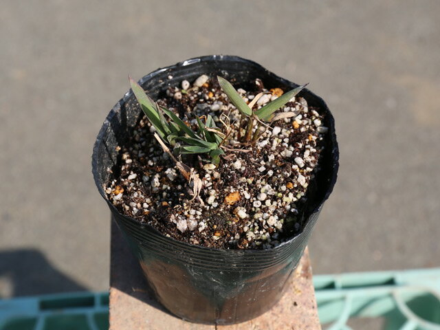 コバンソウ 宿根 10.5cmポット 苗