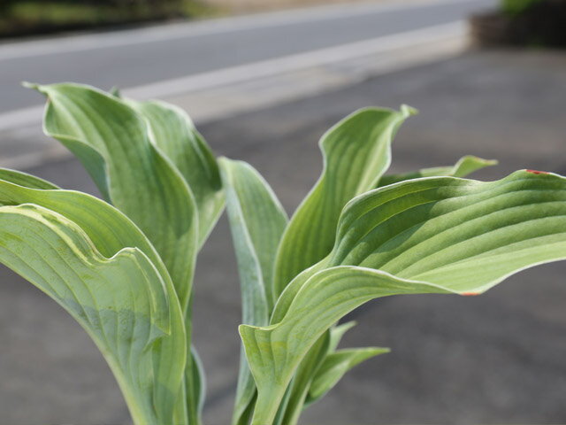 ギボウシ トムシュミッド 13.5cmポット 苗