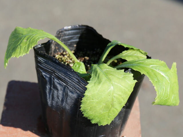 クリンソウ 9.0cmポット 苗