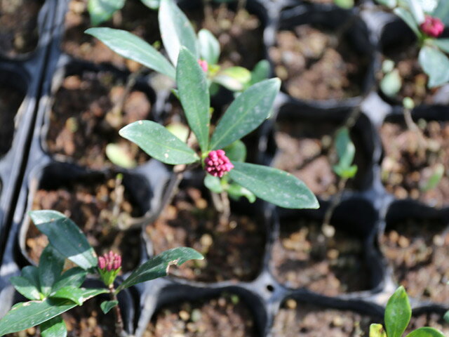 ������祦�� 10.5cm�ݥå� ��