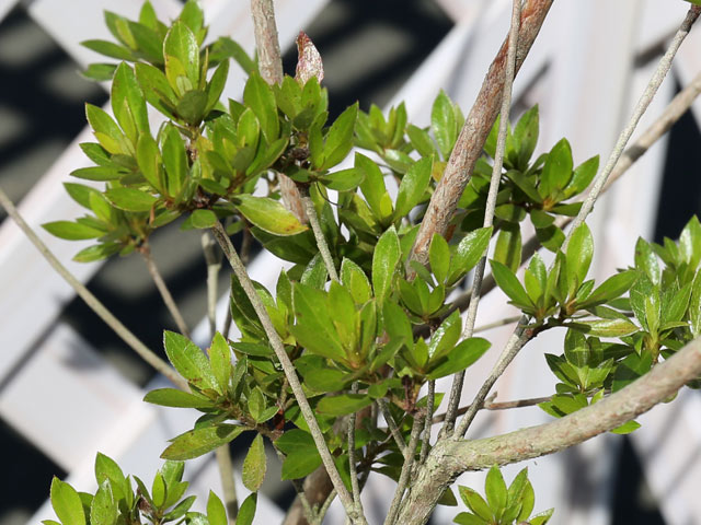 ���ĥ� �ߥ����ĥ� 10.5cm�ݥå� ��