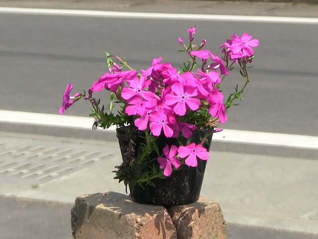 ���Х����� ���˥��륯�å���� 9.0cm�ݥå� ��