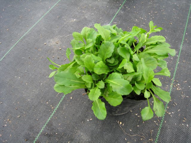 シロバナサギゴケ 9.0cmポット 苗