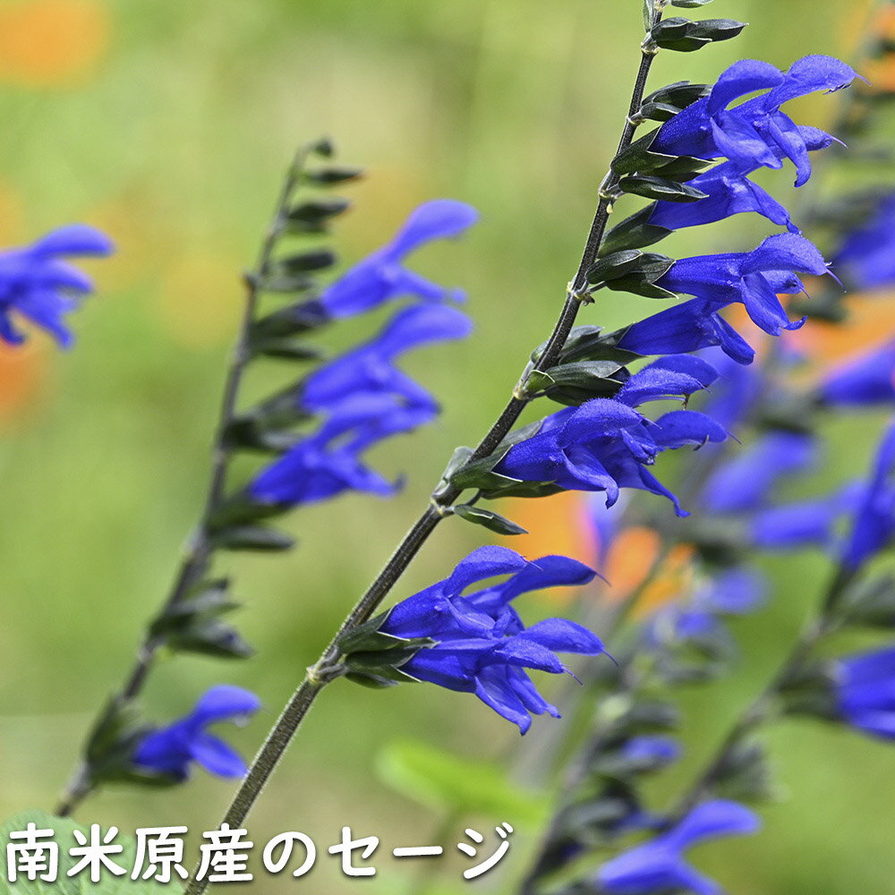 ��ɡ������� 9.0cm�ݥå� 30�� ��