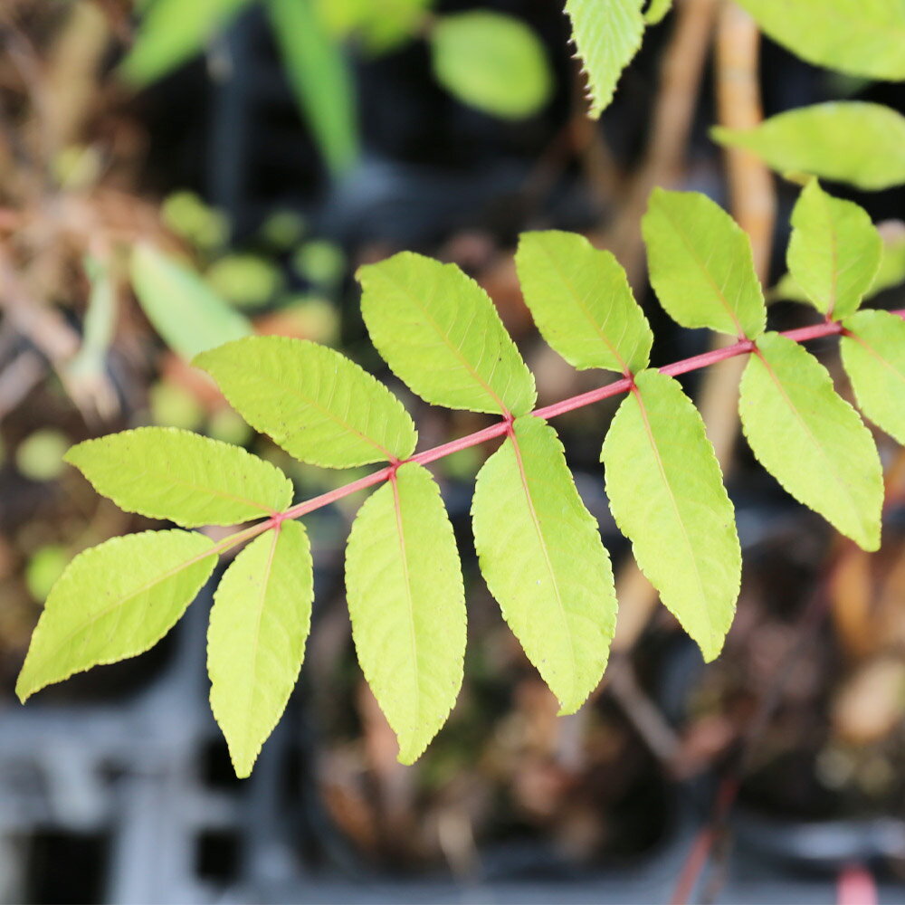 サワグルミ 0.5m 10.5cmポット 苗