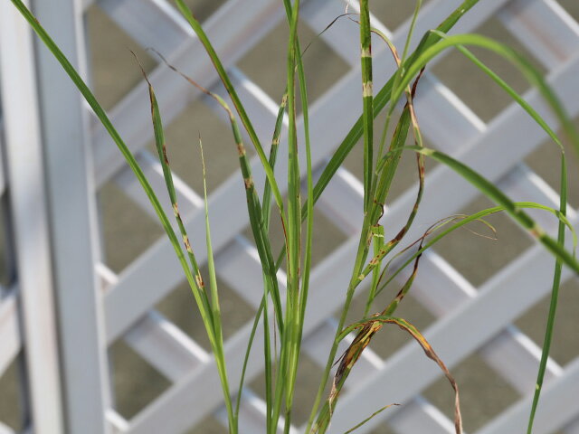 �����Υϥ����� 10.5cm�ݥå� ��