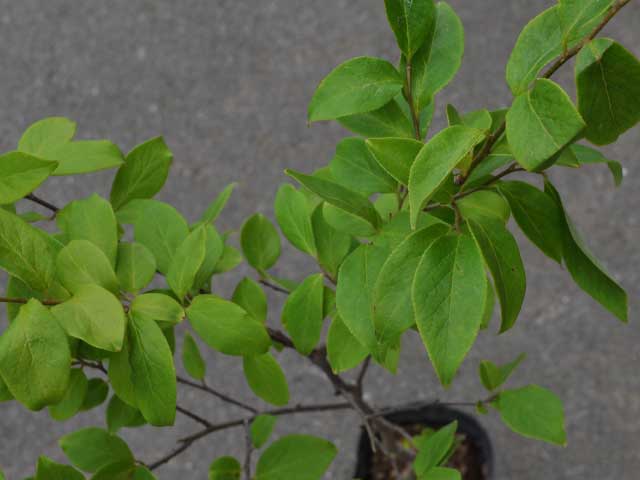 シロサワフタギ 0.3m 10.5cmポット 10本 苗